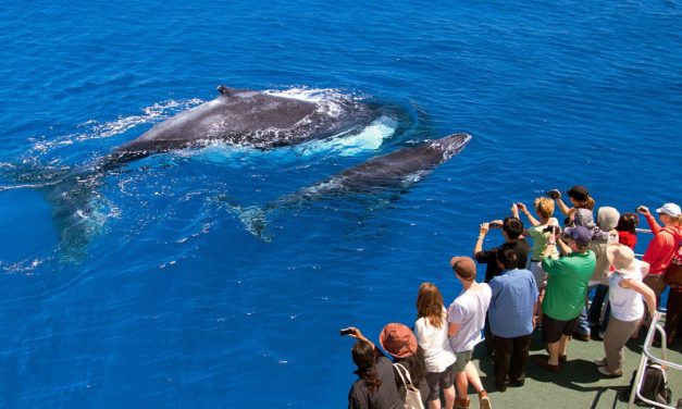 The best Whale watching locations